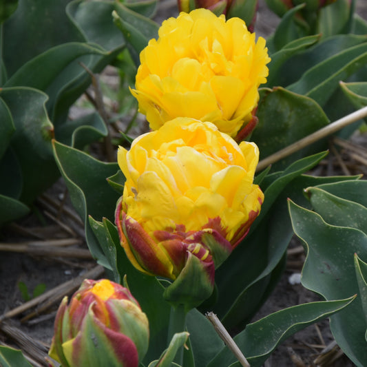 Tulip Ice Cream Banana