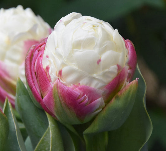 Tulip Ice Cream