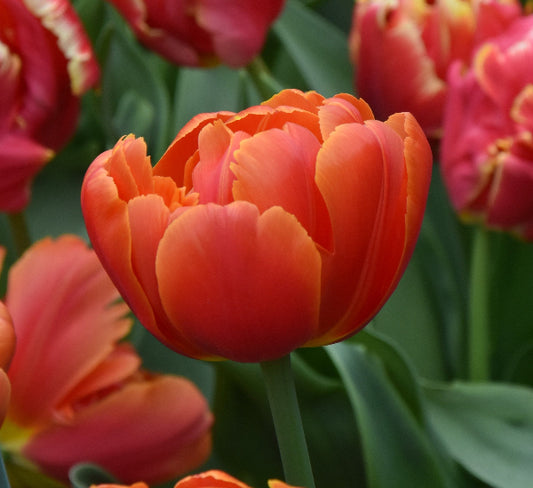 Tulip Icoon
