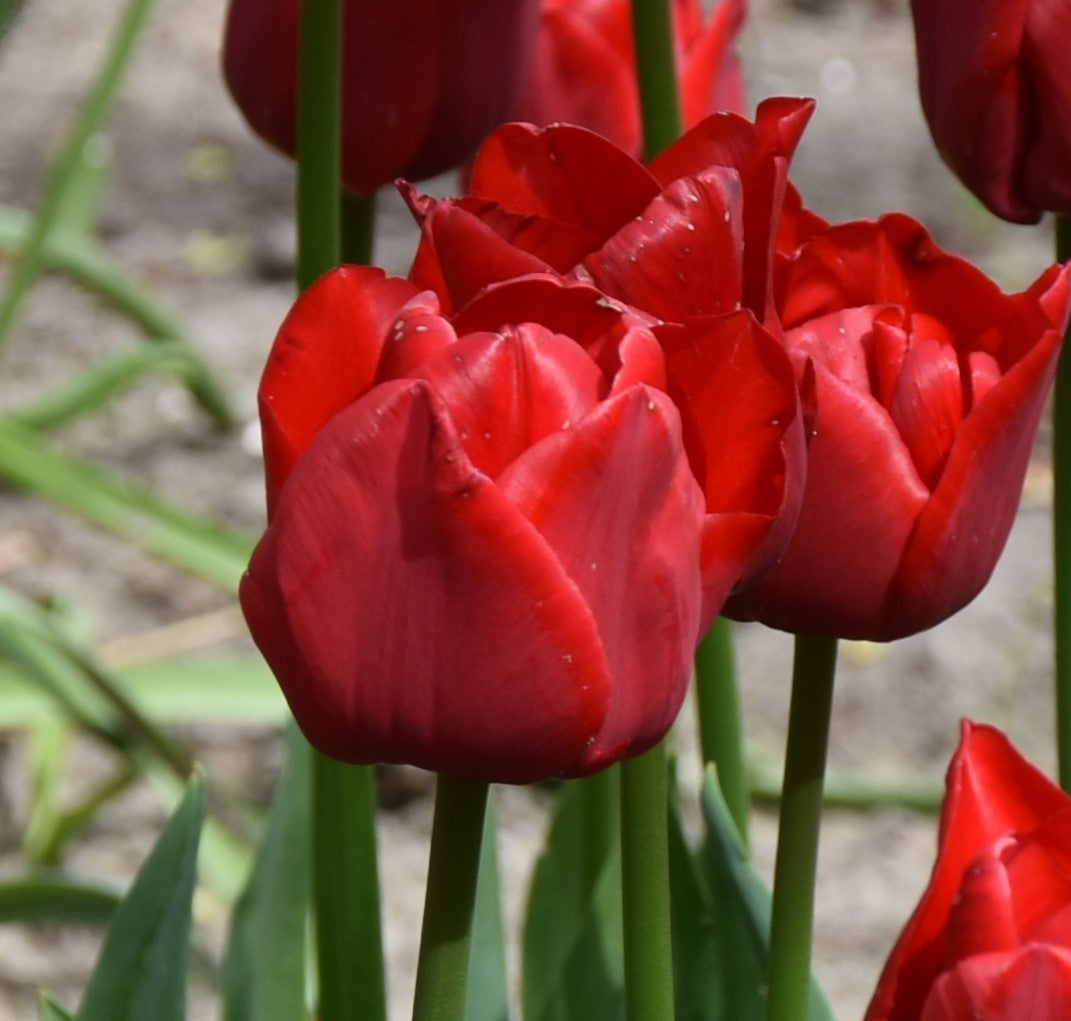 Tulip Ile De France