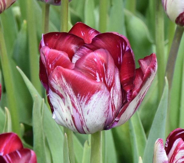 Tulip Innerwheel