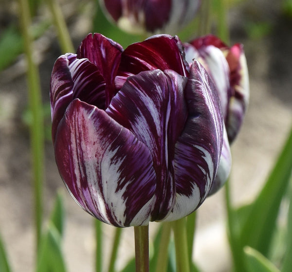 Tulip Insulinde