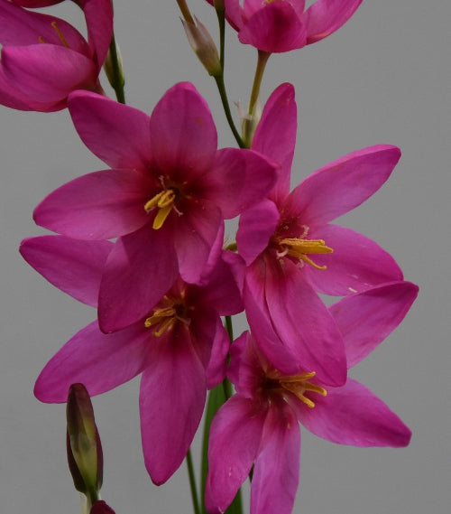 Ixia Mabel