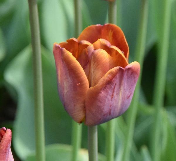 Tulip James Wild 1863