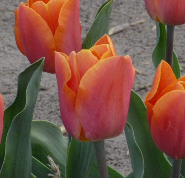 Tulip Jimmy