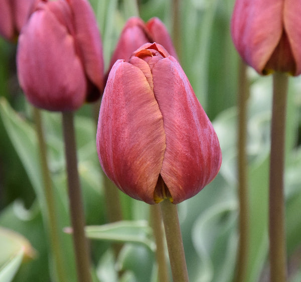 Tulip Jules Favres 1913