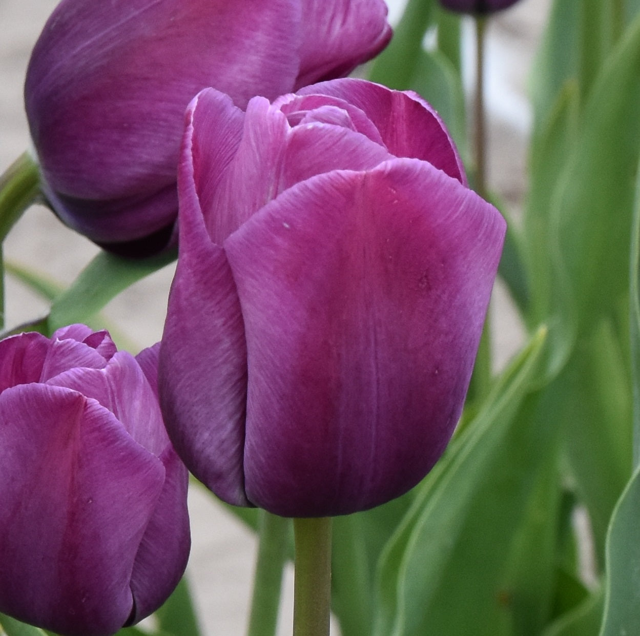 Tulip La harpe 1863