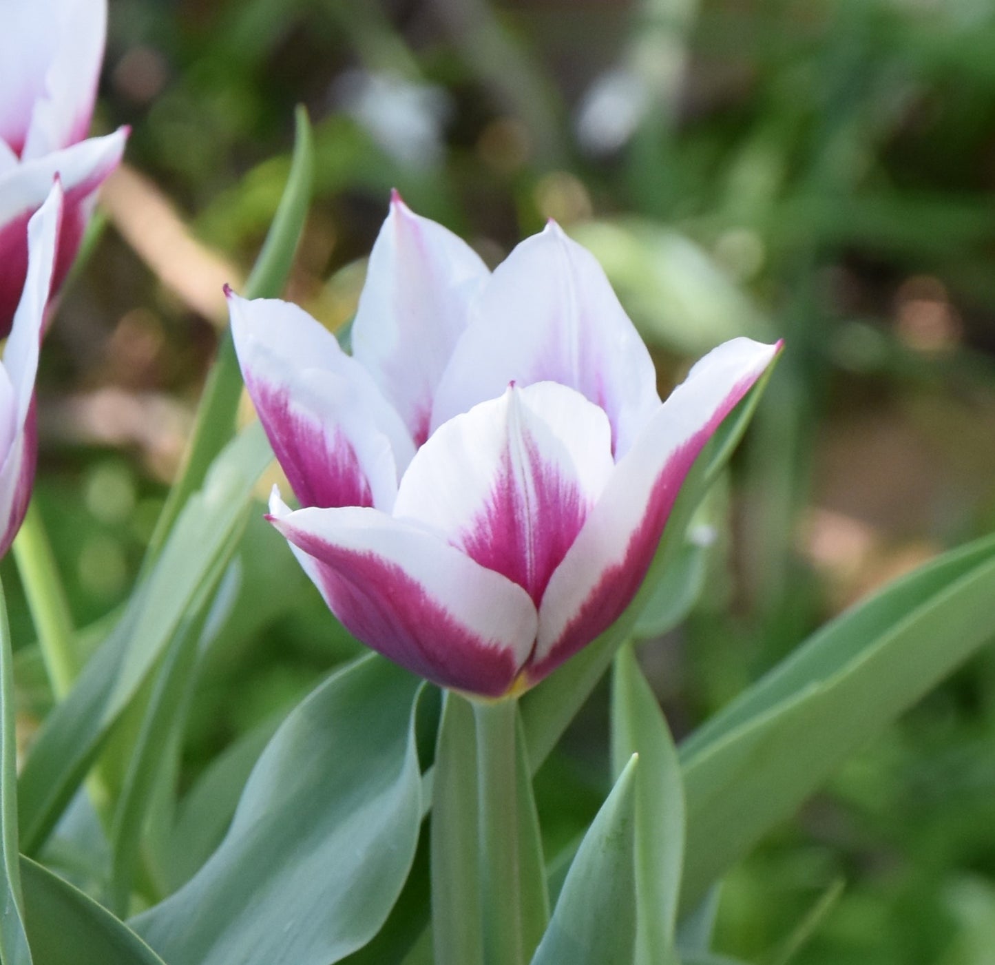 Tulip Lac van Rijn (1620)
