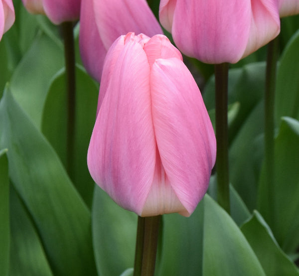 Tulip Light And Dreamy
