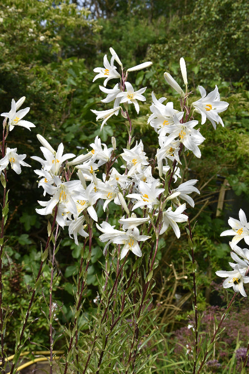 Lilium candidum AGM