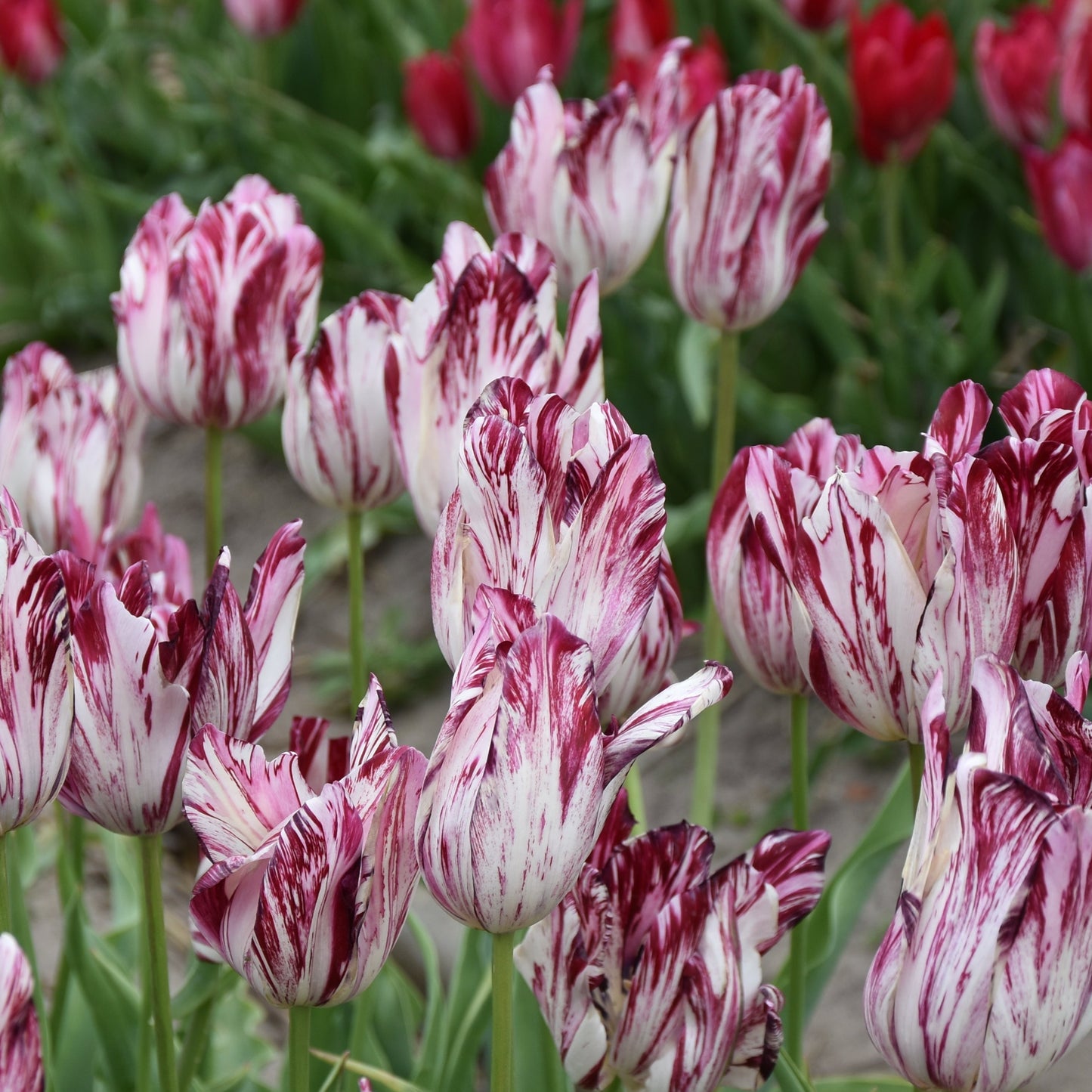 Tulip Louis XIV 1850