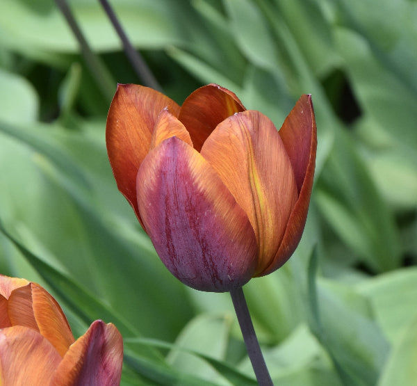 Tulip Madras, 1913