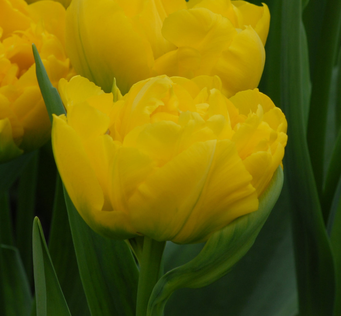 Tulip Marie Jo