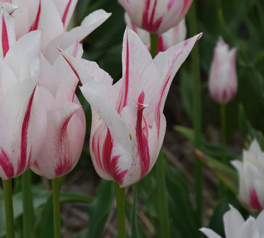 Tulip Marilyn AGM - Reintroduction