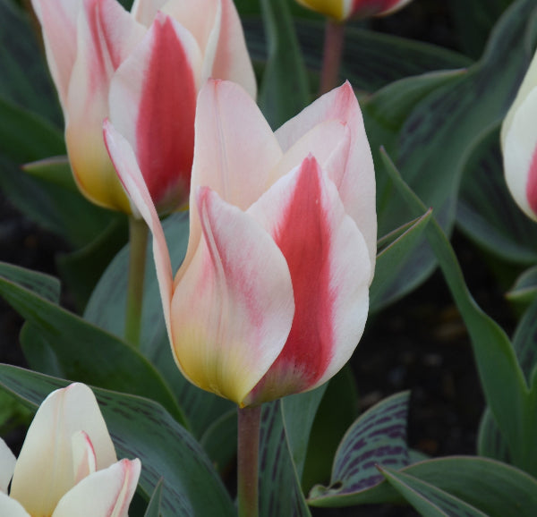 Tulip Mary Ann