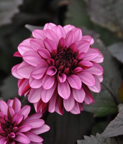 Melissa Anna Marijke (st) 1