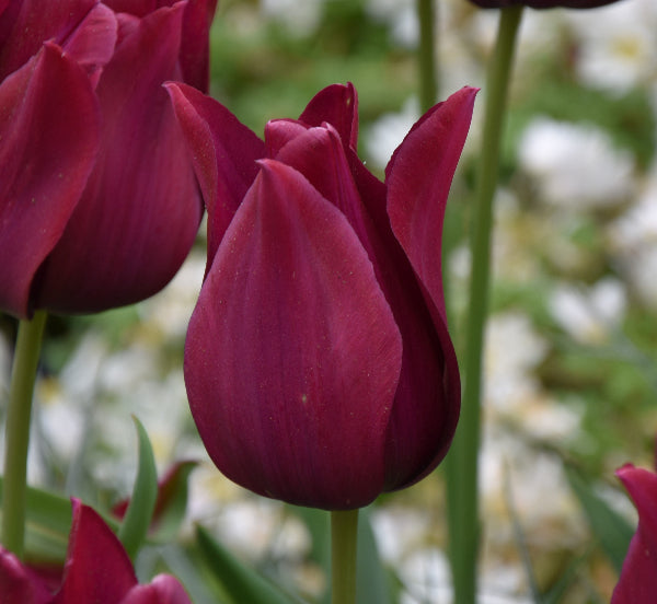Tulip Merlot