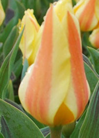 Tulip Miscodeed