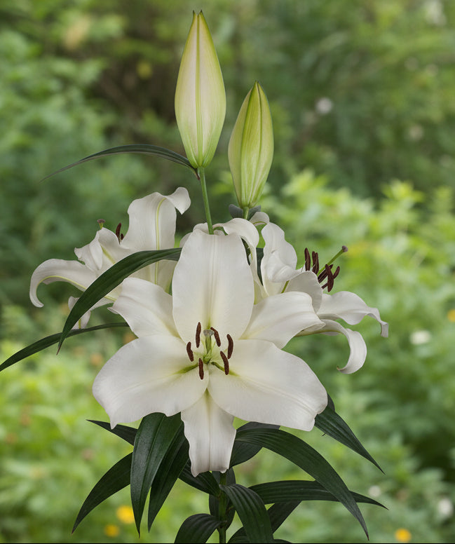 Lilium 'Monte Bianco'