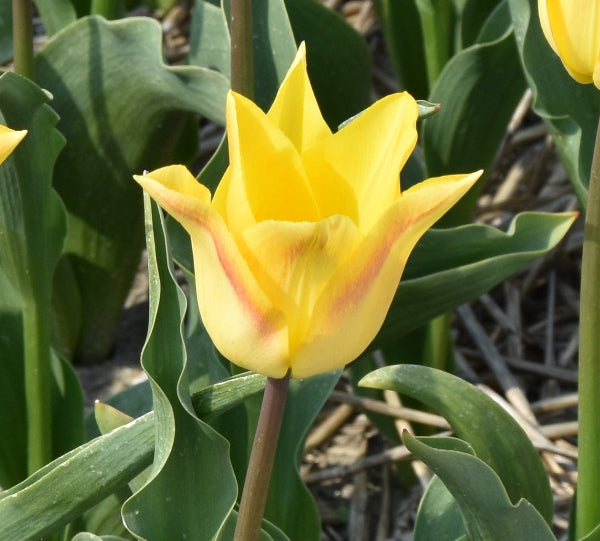 Tulip Moonblush