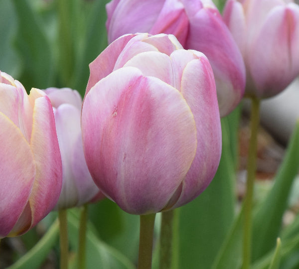 Tulip Mrs. Harold I Pratt, 1926