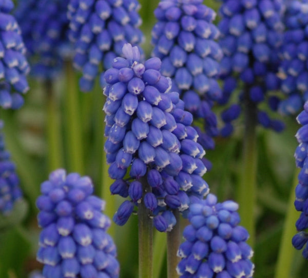 aucheri Blue Magic