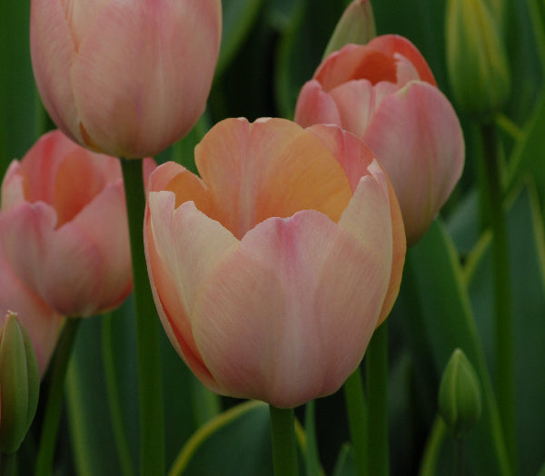 Tulip Mystic Van Eijk