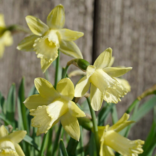 Narcissus Gipsy Queen (Carlos pic) Ok to use (1)
