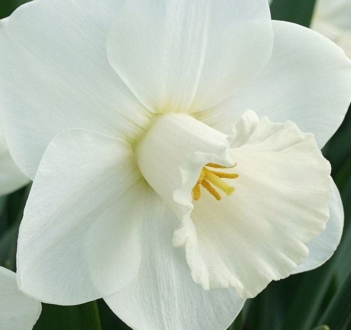 Narcissus La Delicatesse-,Carlos photo Ok to Use square