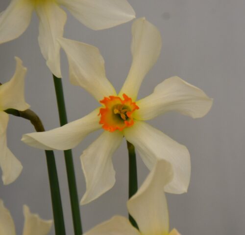 Narcissus Lucifer_5595 (3) sq