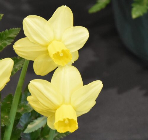 Narcissus Sissy_340912 sq