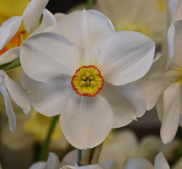 Actaea AGM