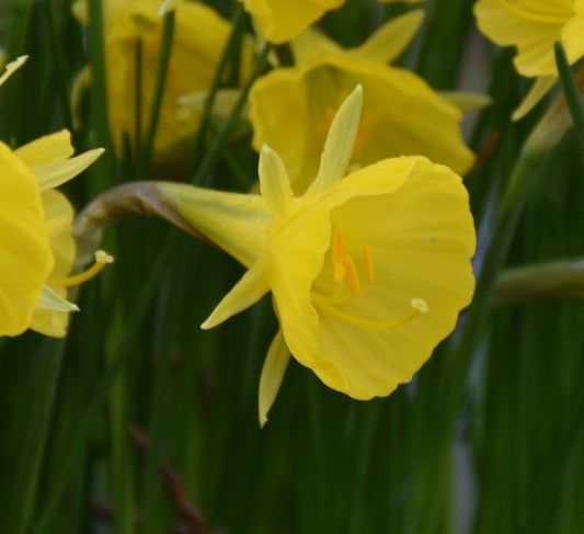 Narcissus bulbocodium Casual Elegance