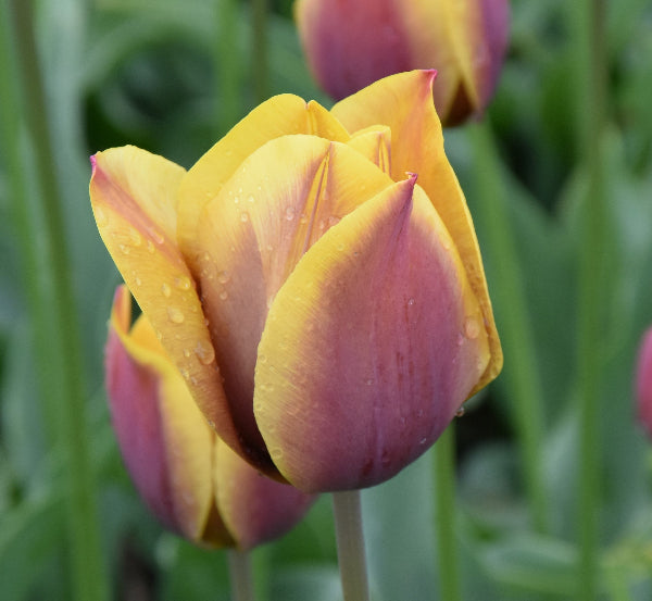 Tulip Old Times 1919