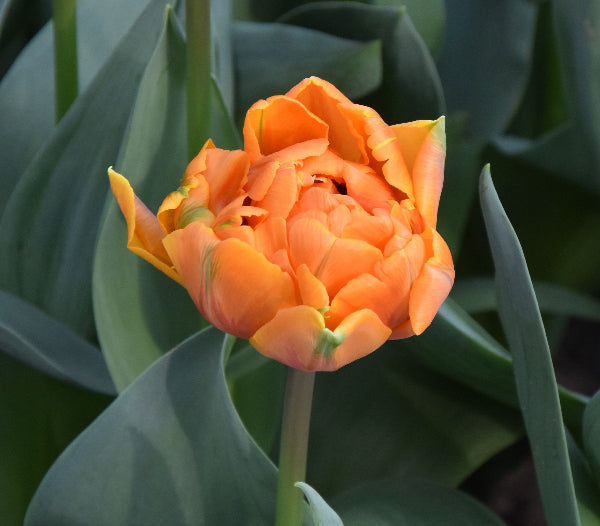 Orange Princess AGM