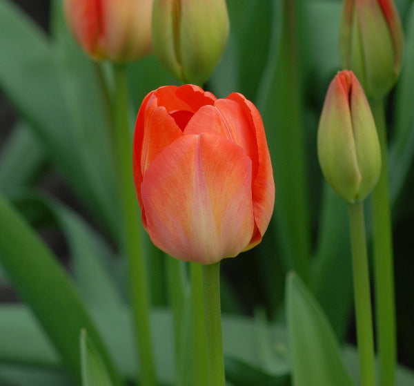 Tulip Orange Van Eijk
