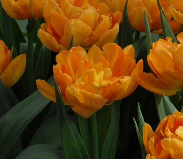 Tulip Orca
