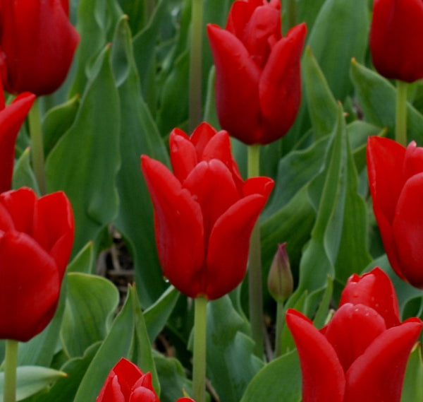 Tulip Oscar
