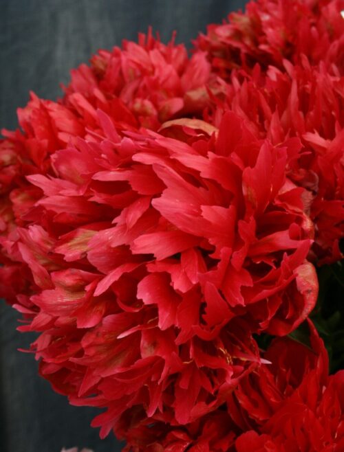 Paeonia Many Happy Returns