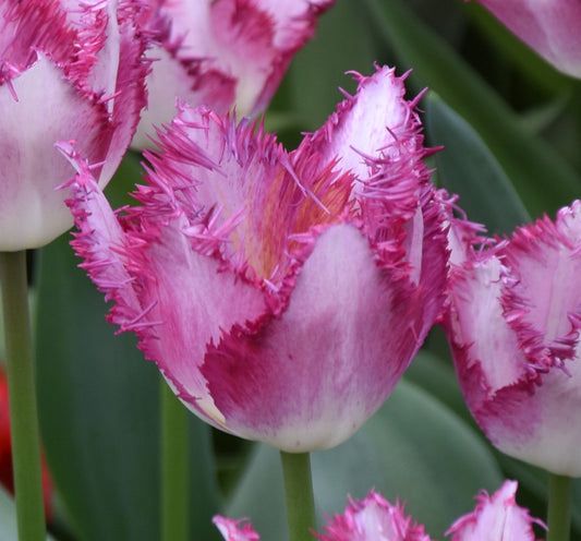 Tulip Passion Play - NEW!