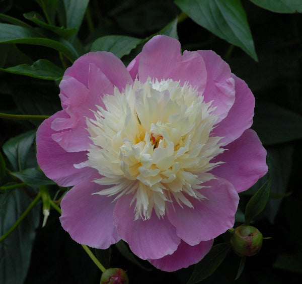 Paeonies Bowl Of Beauty AGM