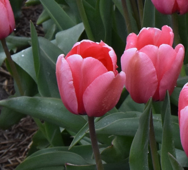 Tulip Pink Impression AGM