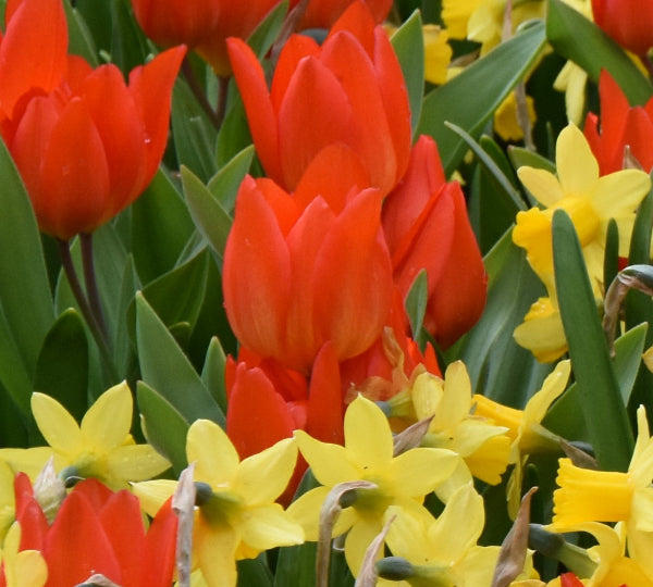 Tulip praestans Fusilier AGM