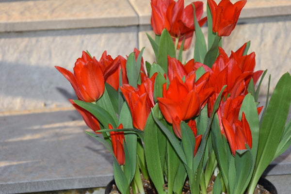Tulip praestans van Tubergens Variety