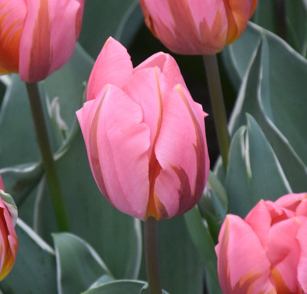 Tulip Pretty Princess