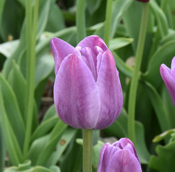 Tulip Prince Albert 1863
