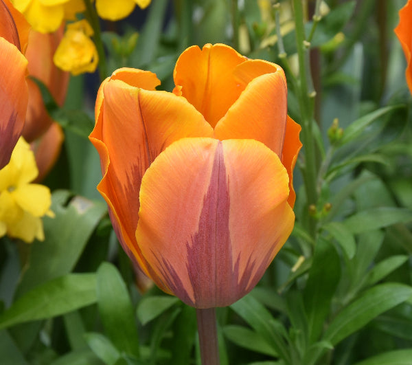 Tulip Princess Irene AGM