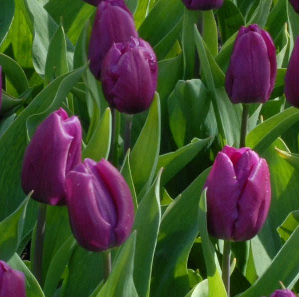 Tulip Purple Prince AGM