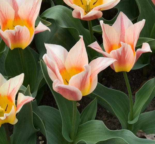 Tulip Quebec