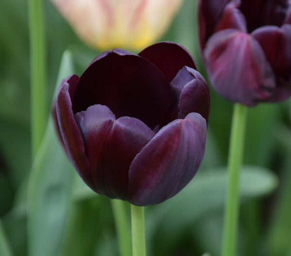 Tulip Queen Of Night